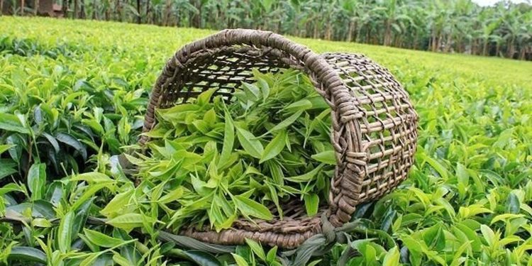 ۲۰۸ میلیارد تومان تسهیلات سرمایه در گردش به چایکاران پرداخت شد